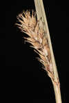 Wheat sedge